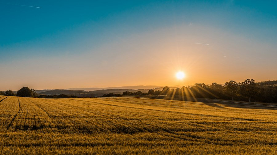 Golden agricultural farmland at sunset